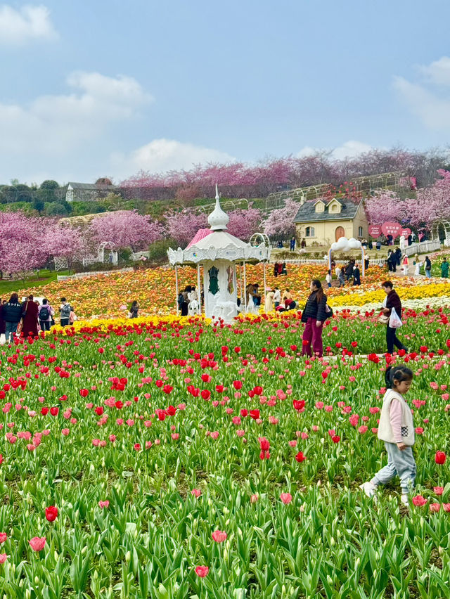 🌸🌻 Blooming Dreams in Chengdu: Discover Manhua Sea of Flowers This April 🌺🌸