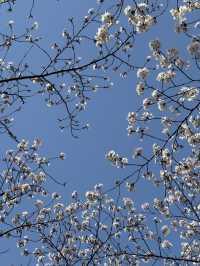 Cherry Blossoms Guide for Lotte World