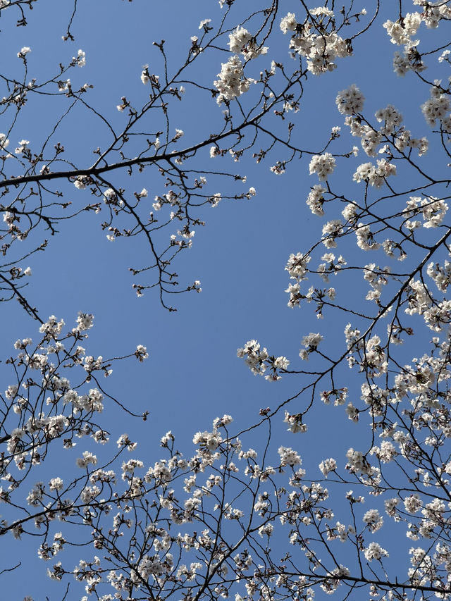 Cherry Blossoms Guide for Lotte World