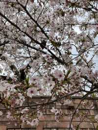 🌸🐱 Sakura at Neko train station - Kishi Station, Wakayama 