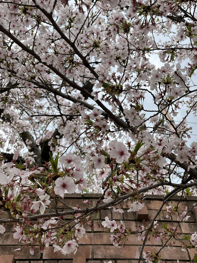 🌸🐱 Sakura at Neko train station - Kishi Station, Wakayama 
