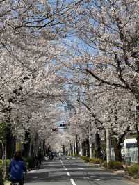 🌸Tokyo Hidden Cherry Blossom Route | Kinuta Park & Shukugawara (with guide)🌸