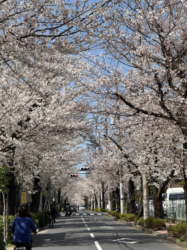 🌸Tokyo Hidden Cherry Blossom Route | Kinuta Park & Shukugawara (with guide)🌸