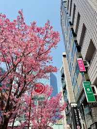 Full Bloom of Pink Cherry Blossoms in Shibuya 🌸