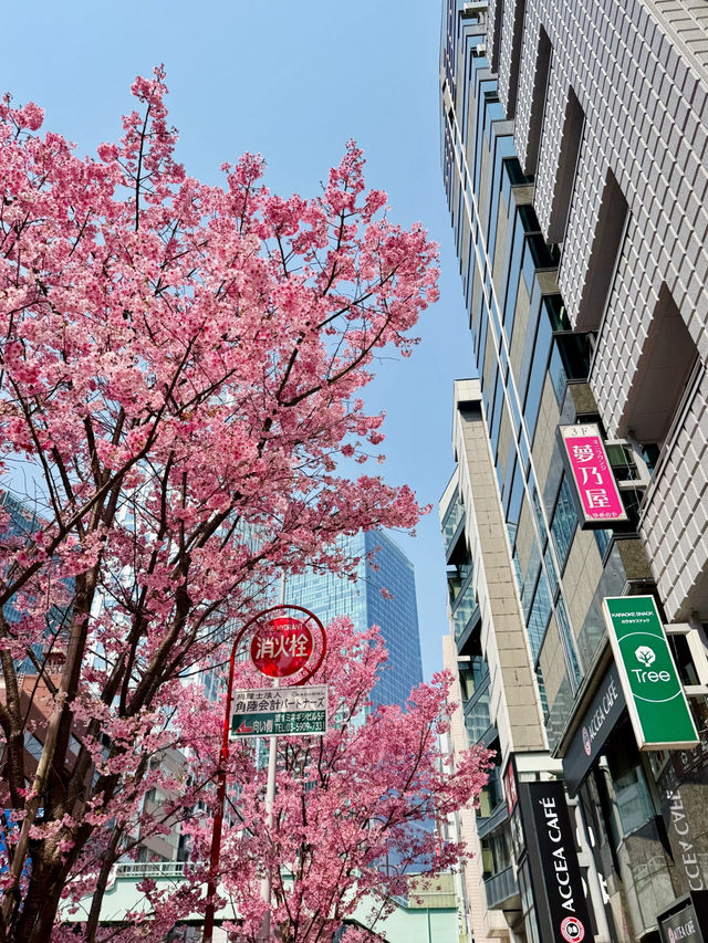 Full Bloom of Pink Cherry Blossoms in Shibuya 🌸