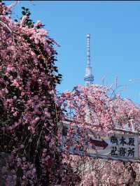Kameido Tenjin Shrine Plum Blossom Festival – A Scenic Retreat by Tokyo Skytree