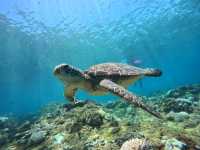 小琉球的海洋秘境：色彩斑斕的水下世界，與海龜共舞的浮潛奇遇