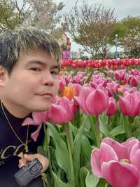 A Vibrant Festival Showcasing 1.5M Tulips and other Spring Flowers