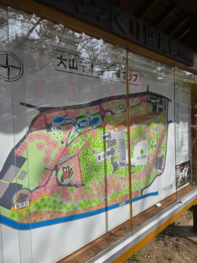 Oyama Ryokuchi Park大山緑地🌸🩷