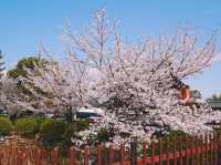 京都嵐山賞櫻好去處