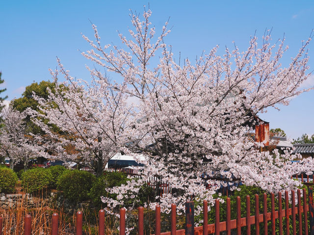 京都嵐山賞櫻好去處