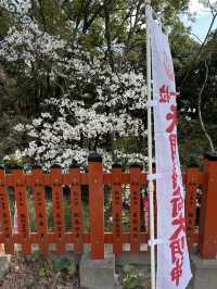 福岡🌸天開稻荷神社⛩️伴櫻花