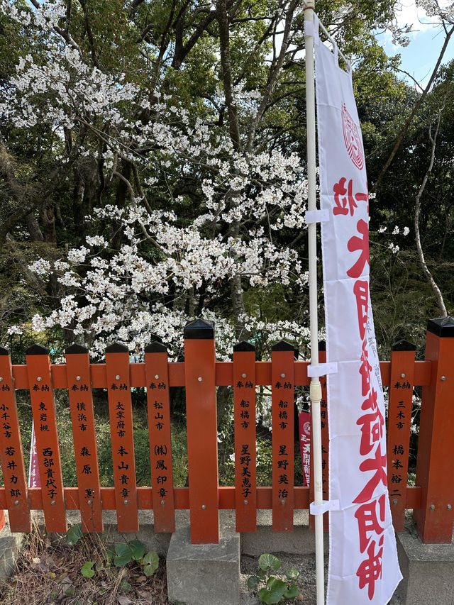 福岡🌸天開稻荷神社⛩️伴櫻花