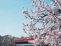  “Campus in Bloom: The Cherry Blossom Charm of Shanzhou University”