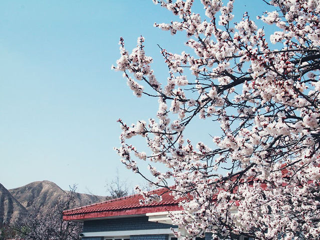  “Campus in Bloom: The Cherry Blossom Charm of Shanzhou University”