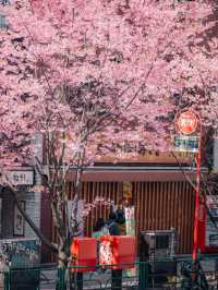 Blossoms and Crosswalks: Spring Unfolds in Shibuya