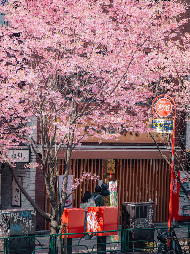 Blossoms and Crosswalks: Spring Unfolds in Shibuya