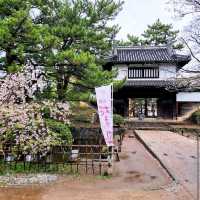 Tsuchiura Sakura Festival, Ibaraki