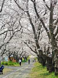 Hidden Cherry Blossom Spots in Japan 🌸✨