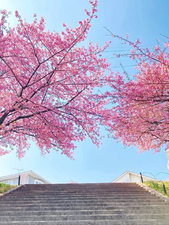 Okazaki Oto River Aoi Sakura | Aichi's Secret Blue Cherry Blossoms