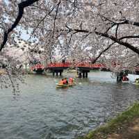 【青森】ちょうど見頃！どこを撮っても桜🌸