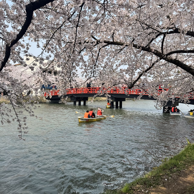 【青森】ちょうど見頃！どこを撮っても桜🌸