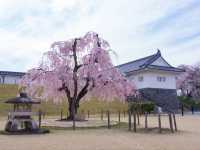 Kasumigaoka Park Sakura | Yamagata's Castle Ruins in a Blossom Sea