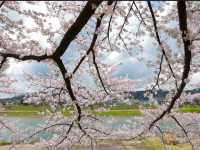 Hinokinaigawa River Embankment Sakura | Akita's 2km Pink Corridor