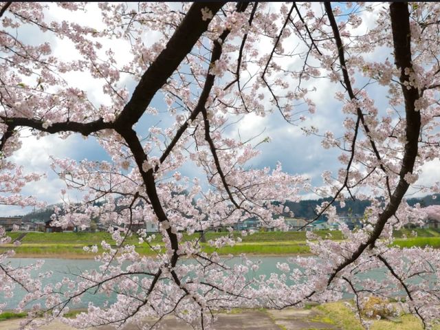 Hinokinaigawa River Embankment Sakura | Akita's 2km Pink Corridor