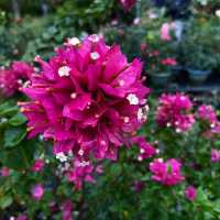 宜蘭秘境花市｜進花園・和旺園藝 IN GARDEN