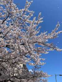 Towada Cherry Blossom Bliss: A Dream of Sakura Snow 🌸❄️