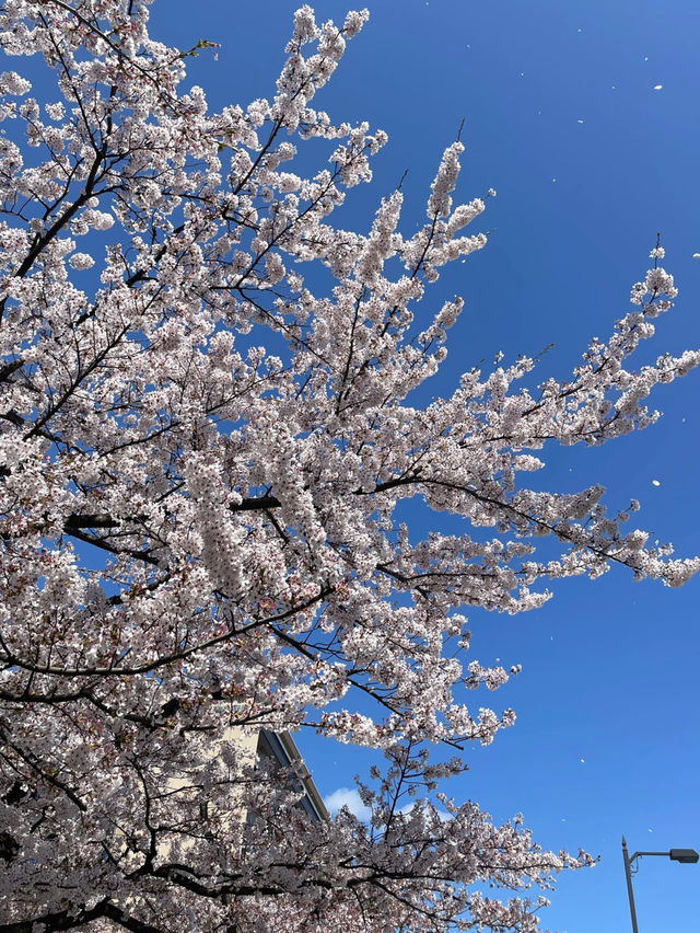 Towada Cherry Blossom Bliss: A Dream of Sakura Snow 🌸❄️
