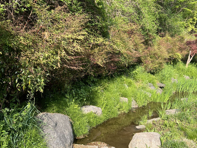 Namsan Vibes: Hike, Snap, Explore!