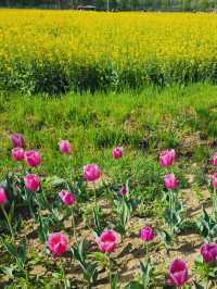 Changnyeong Nakdonggang Canola and tulip Flower festival 