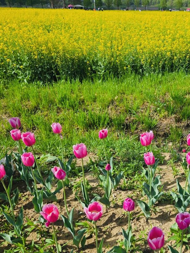 Changnyeong Nakdonggang Canola and tulip Flower festival 