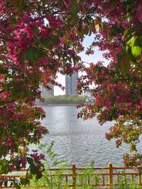 Where the cherry blossoms Meet the Flow: Changbai’s Serene Spring