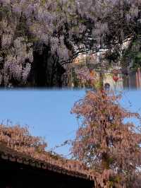 🌸 April in Nanjing: The Sweet Fragrance of Wisteria in the Breeze 🌸
