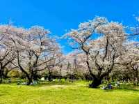 東京賞櫻-百花齊放的國營昭和紀念公園