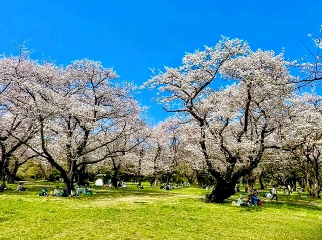 東京賞櫻-百花齊放的國營昭和紀念公園