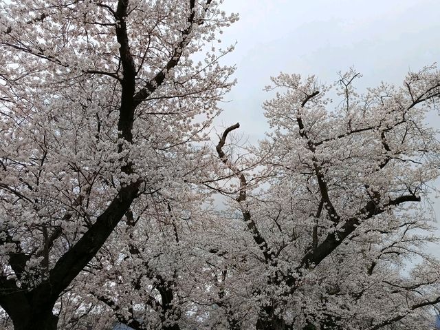 福井縣~因為輕小說讓我前來的地方~