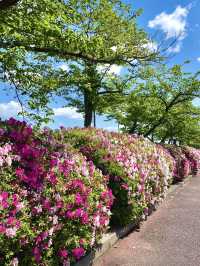 Spring Colors at Flower Hill in Expo ’70 Park