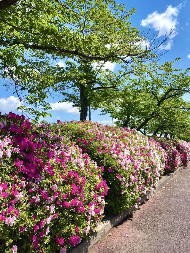 Spring Colors at Flower Hill in Expo ’70 Park