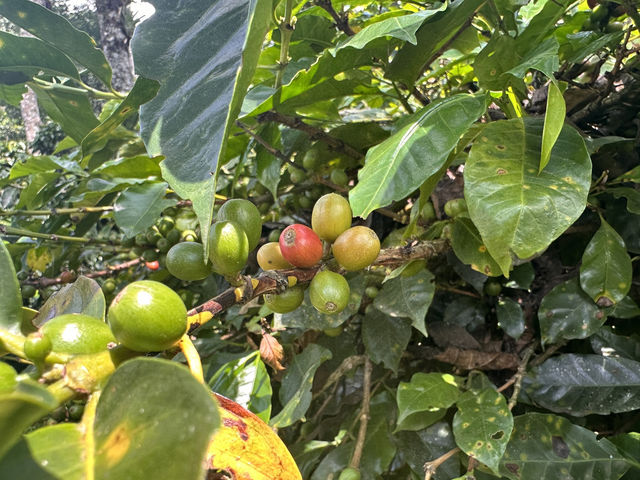 【サレント】コーヒーの香りと、空に届くヤシの木の町。