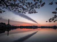 Washington, D.C.: A Capital in Full Bloom