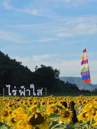 ทุ่งดอกทานตะวัน  ลพบุรี
