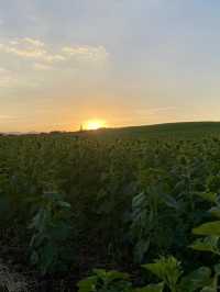 ทุ่งทานตะวันใหญ่ที่สุดในปากช่อง