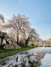 Reflection of Sakura : Anyouji Temple, Matsumoto
