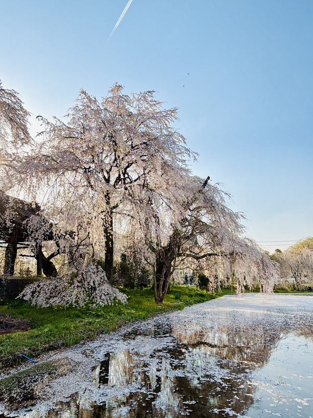 Reflection of Sakura : Anyouji Temple, Matsumoto