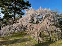 Green Spaces, Kyoto Gyoen is the Perfect Escap