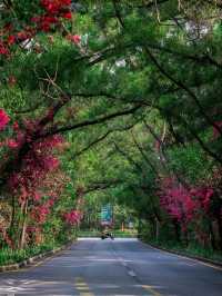 Title: Shenzhen – The Future City Where Innovation Meets Inspiration